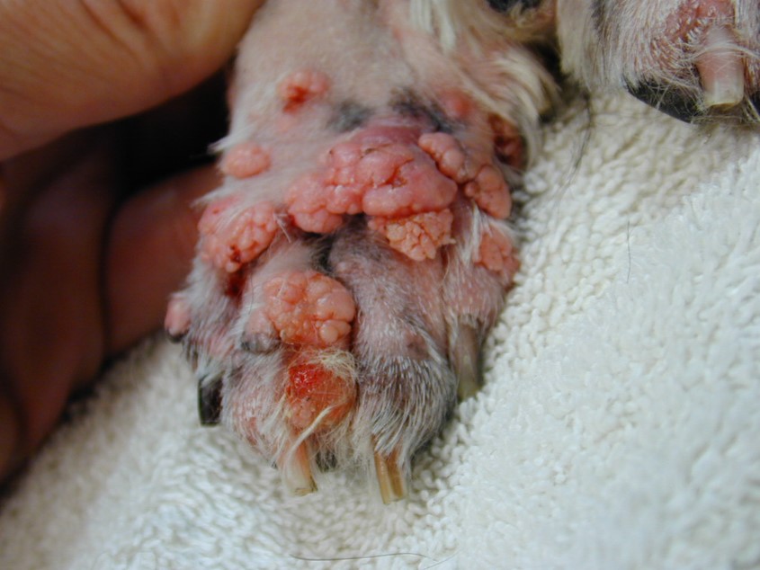 1 01 Sebaceous adenomas