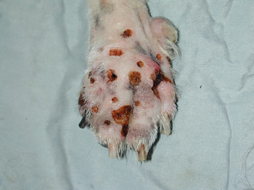 2 02 Sebaceous adenomas