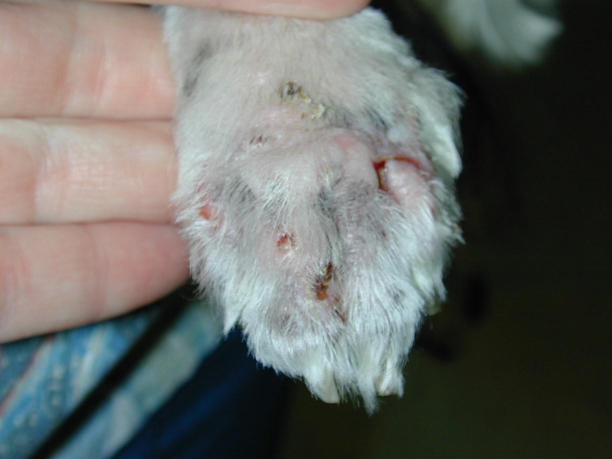 3 03 Sebaceous adenomas 10 days post sx