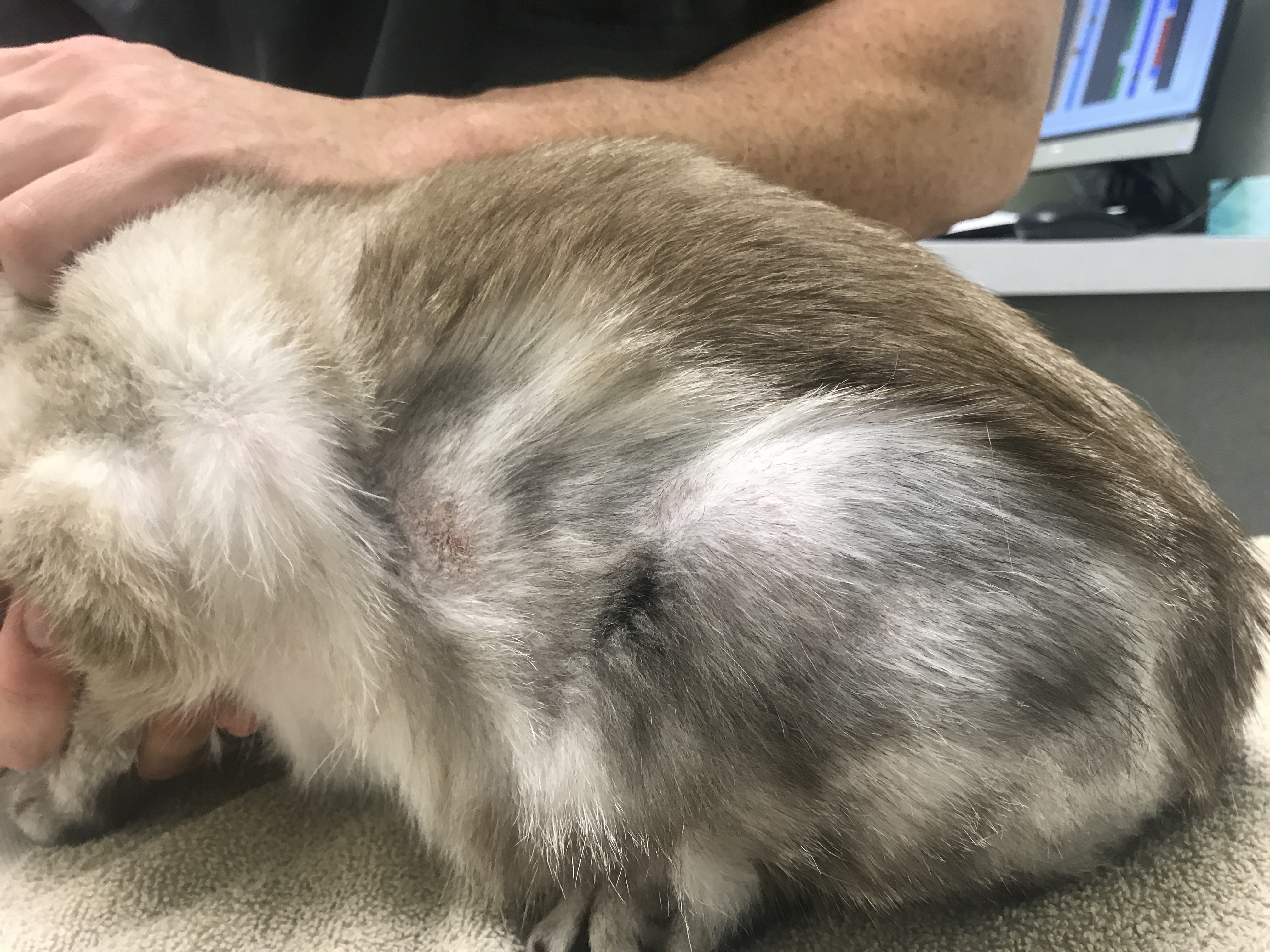 pictures of flea allergy dermatitis in cats