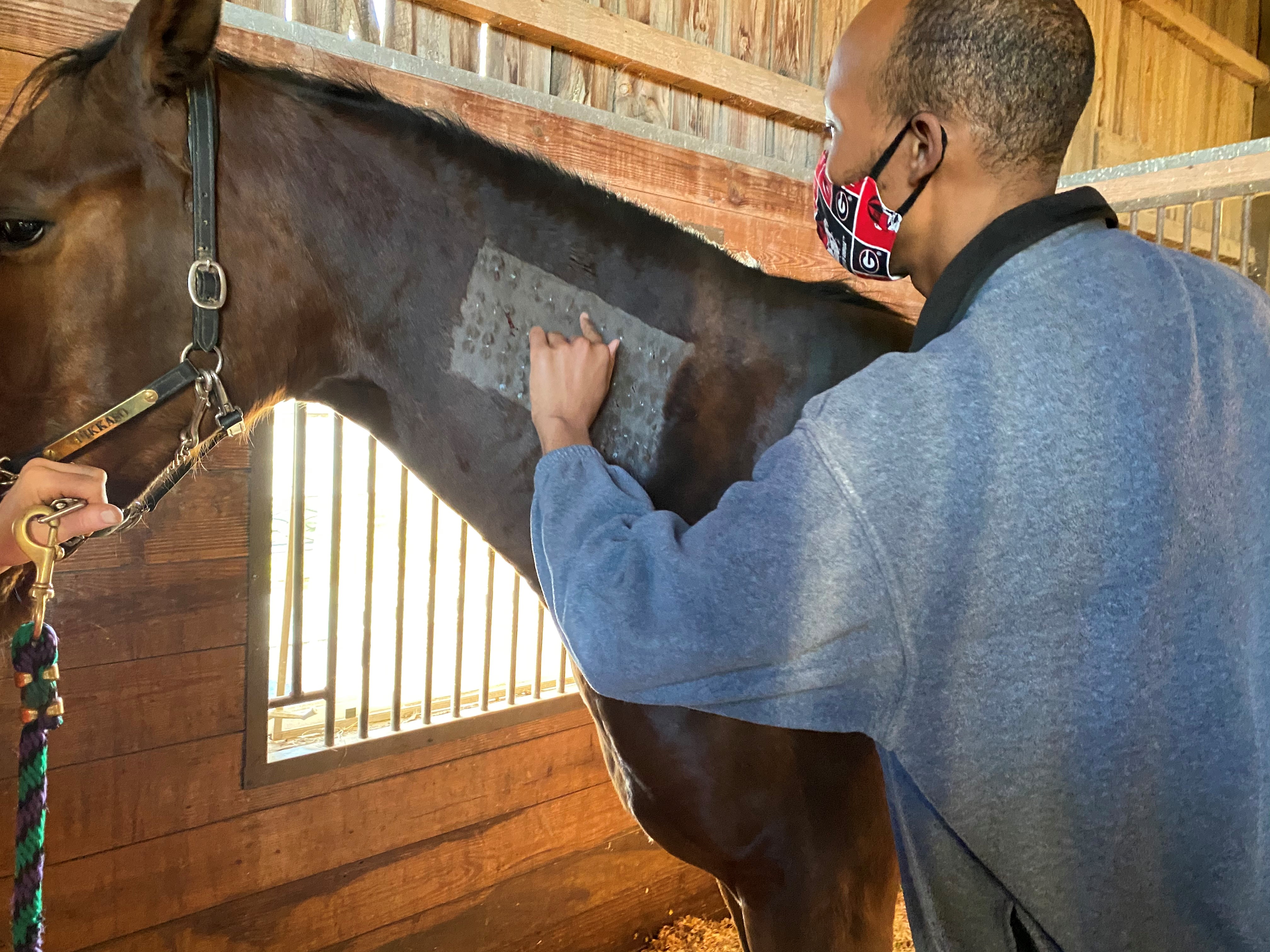 Equine 2 - Jeff Horse allergy test 2021