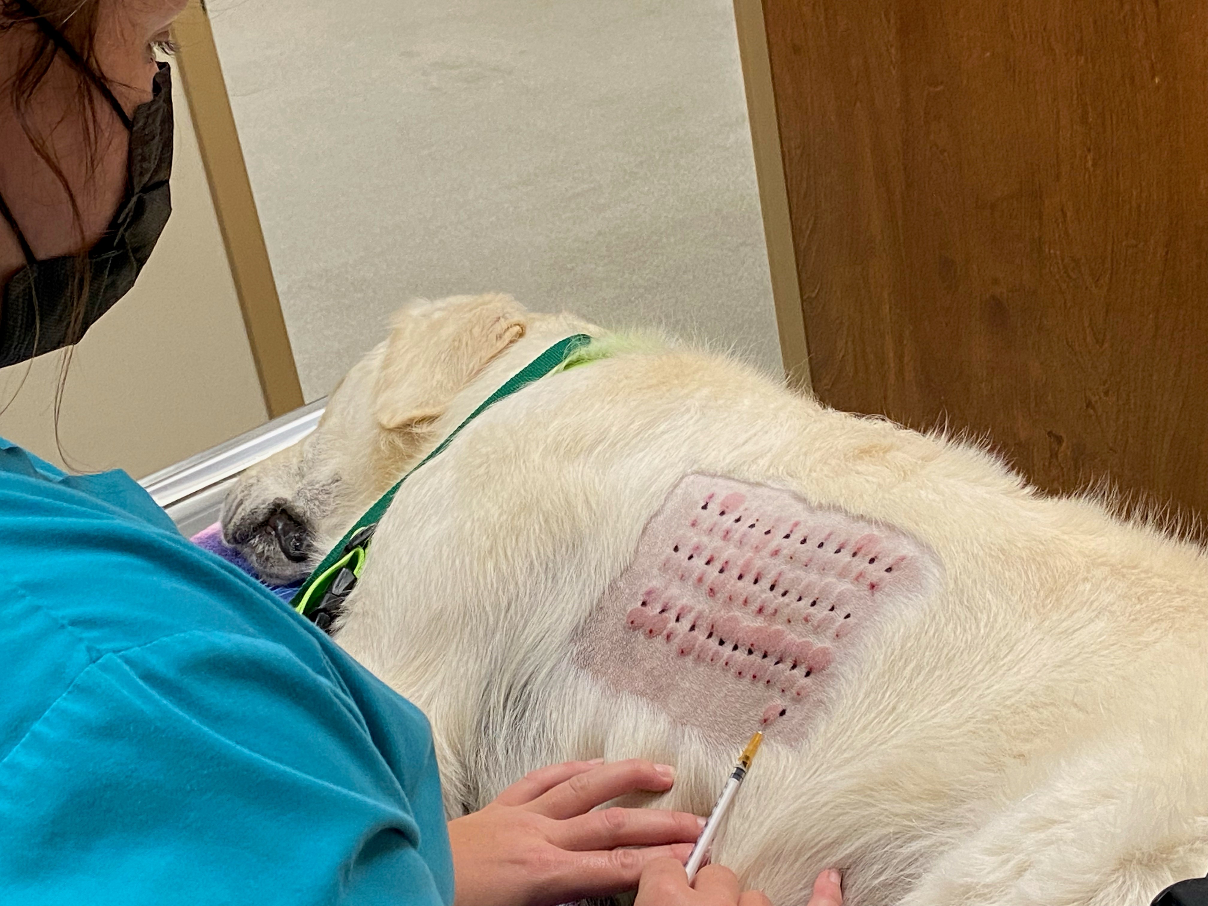 Venomous Insect Testing 2 - Dog allergy test procedure