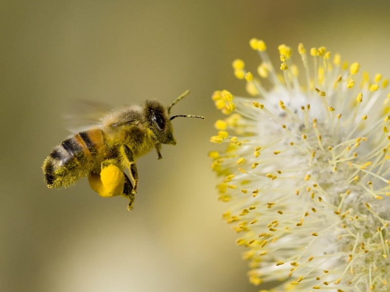 Venomous insect testing  - bee pollen-1