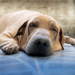 hypothyroid dog