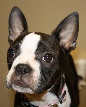 A dog looking at the camera
Description automatically generated