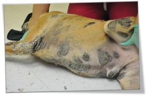 A dog lying on its back
Description automatically generated with low confidence