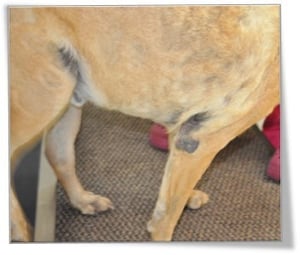 A picture containing indoor, dog, furniture, mammal
Description automatically generated