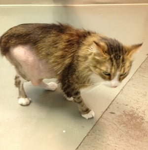 A cat walking on a tile floor
Description automatically generated with medium confidence