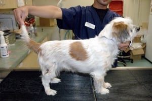 A picture containing dog, person, indoor, mammal
Description automatically generated