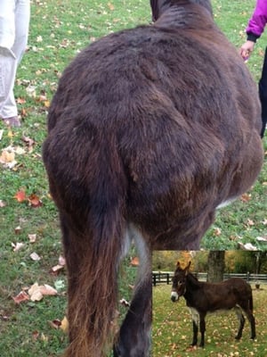 A picture containing grass, outdoor, mammal, field
Description automatically generated