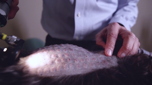 Animal Dermatology Clinic
