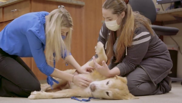 Animal Dermatology Clinic