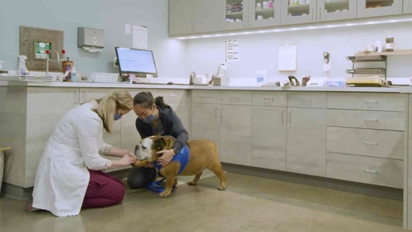Animal Dermatology Clinic