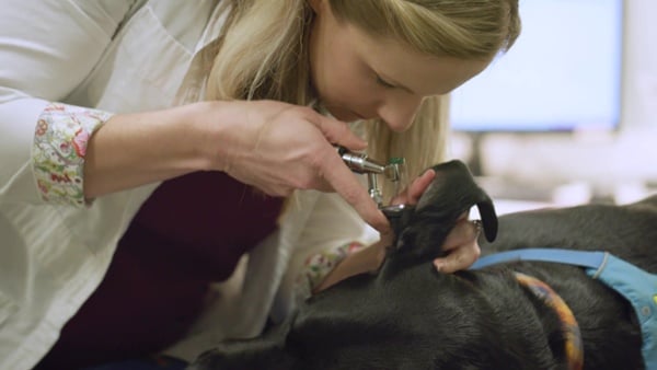 Animal Dermatology Clinic